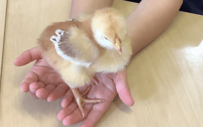 Our chicks have hatched!